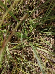 Gentiana pneumonanthe