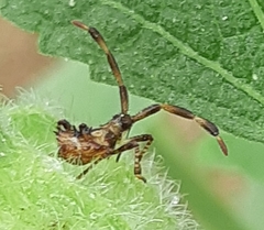 Coreus marginatus