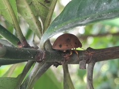 Hyperoncus lateritius