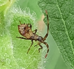 Coreus marginatus