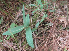 Asclepias ovalifolia