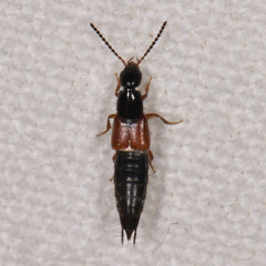 Philonthus rufulus