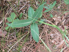 Asclepias ovalifolia