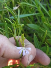 Scaevola cunninghamii