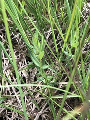Gentiana pneumonanthe