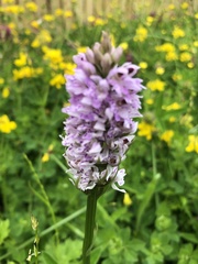 Dactylorhiza fuchsii