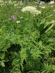 Chaerophyllum aureum