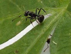 Dolichoderus thoracicus