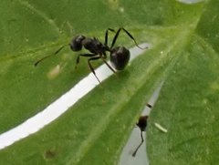 Dolichoderus thoracicus