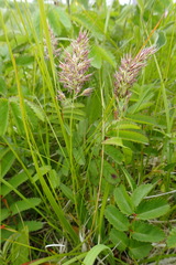 Calamagrostis sesquiflora