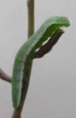 Anthocharis cardamines