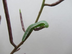 Anthocharis cardamines