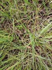 Gentiana pneumonanthe