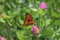 Argynnis vorax