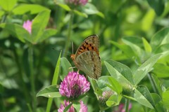 Argynnis vorax