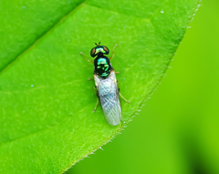 Microchrysa polita