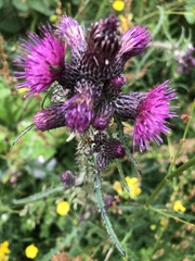 Cirsium palustre
