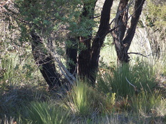 Eucalyptus marginata marginata