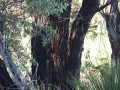 Eucalyptus marginata marginata