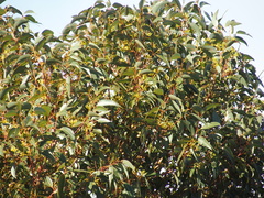Eucalyptus marginata marginata