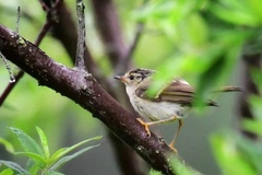 Phylloscopus forresti