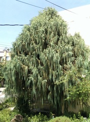 Cupressus cashmeriana