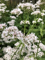 Valeriana officinalis
