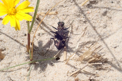 Cicindela sylvatica