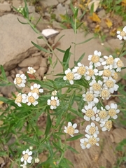 Achillea salicifolia
