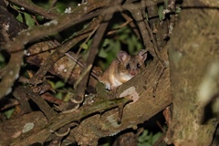 Common Grammomys photo 3