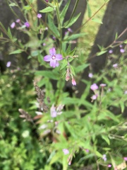 Epilobium ciliatum