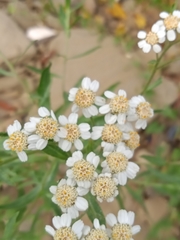 Achillea salicifolia