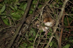 Common Grammomys photo 4