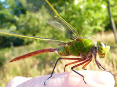 Anax longipes