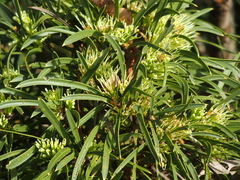 Hakea corymbosa