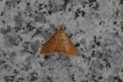 Circobotys heterogenalis