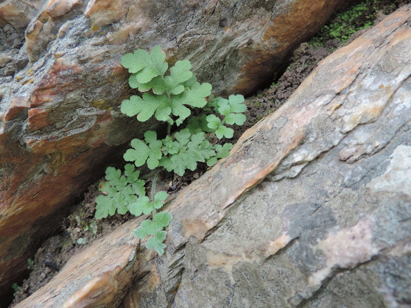 Anemia sessilis