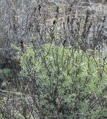 Castilleja grisea
