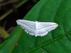 Scopula opicata