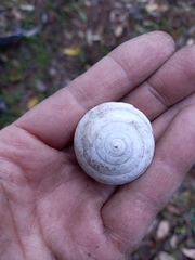 Sphaerospira fraseri