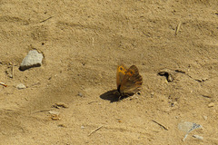 Erebia ligea