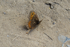 Erebia ligea