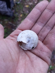 Sphaerospira fraseri