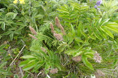 Calamagrostis sesquiflora