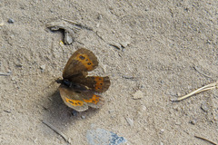 Erebia ligea
