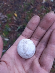 Sphaerospira fraseri