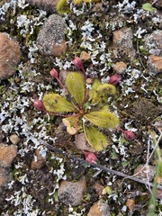 Drosera bulbosa