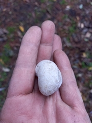 Sphaerospira fraseri