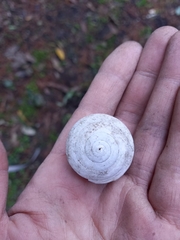 Sphaerospira fraseri