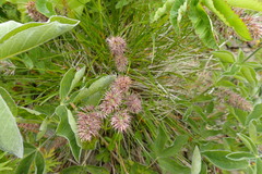 Calamagrostis sesquiflora